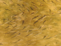 Rhinichthys atratulus