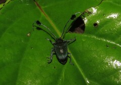 Phacellus cuvieri