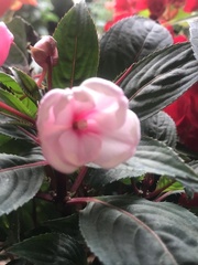 Impatiens hawkeri