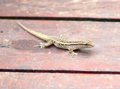 Lygodactylus capensis