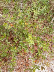 Quercus chapmanii