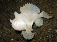 Antennarius striatus