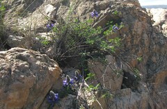 Dalea azurea