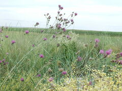 Centaurea scabiosa adpressa