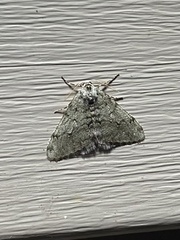 Phigalia strigataria