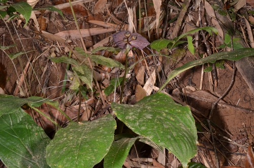 Tacca chantrieri