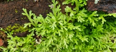 Selaginella pallescens