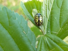 Calligrapha multiplagata