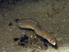 Ariosoma scheelei