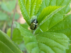 Calligrapha multiplagata