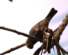 Tangara cyanoventris