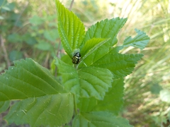 Calligrapha multiplagata
