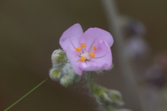 Drosera brevicornis