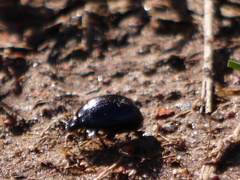 Chrysolina haemoptera