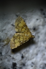 Lamprosema