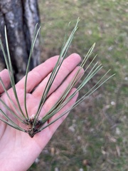 Pinus nigra
