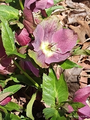 Helleborus orientalis