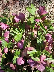 Helleborus orientalis