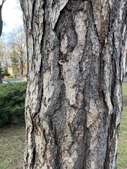 Pinus nigra