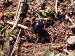 Chrysolina haemoptera