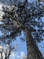 Pinus nigra