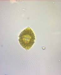 Dinoflagellata