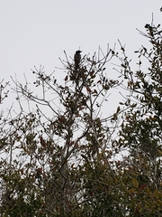 Aphelocoma coerulescens