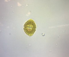 Dinoflagellata