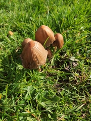 Micacei