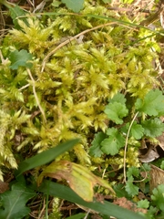 Brachythecium rutabulum