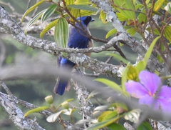 Pipraeidea melanonota