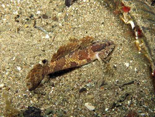 Hasselt's flap-headed goby (Callogobius hasseltii) — Gobiidae — 4