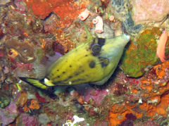 Cantherhines fronticinctus