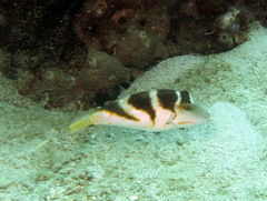 Canthigaster axiologus