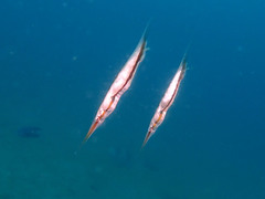 Centriscus scutatus