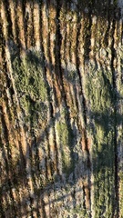 Buellia griseovirens