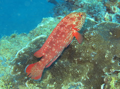 Cephalopholis spiloparaea