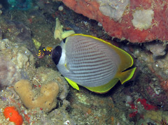 Chaetodon adiergastos