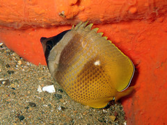 Chaetodon kleinii