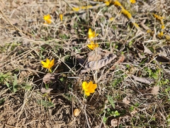 Crocus chrysanthus