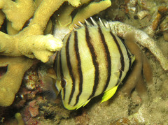 Chaetodon octofasciatus