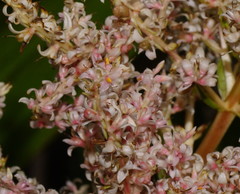 Helmholtzia glaberrima