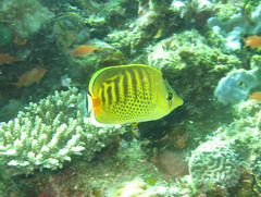 Chaetodon punctatofasciatus