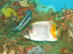 Chaetodon xanthurus