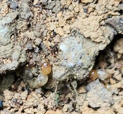 Odontotermes formosanus