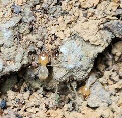 Odontotermes formosanus