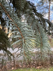 Picea