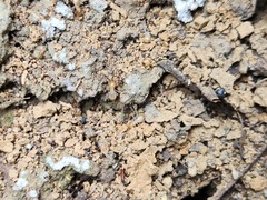 Odontotermes formosanus