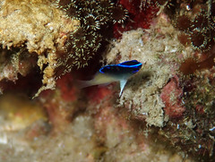 Chrysiptera rollandi