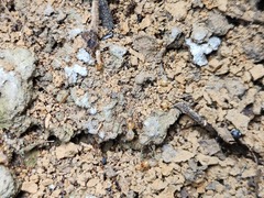 Odontotermes formosanus